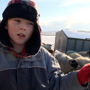 Addicted To Sheep Jack Talking 2