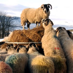 Addicted To Sheep Sheep On Bail