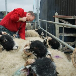 Caption Addicted To Sheep Tom Hutchinson